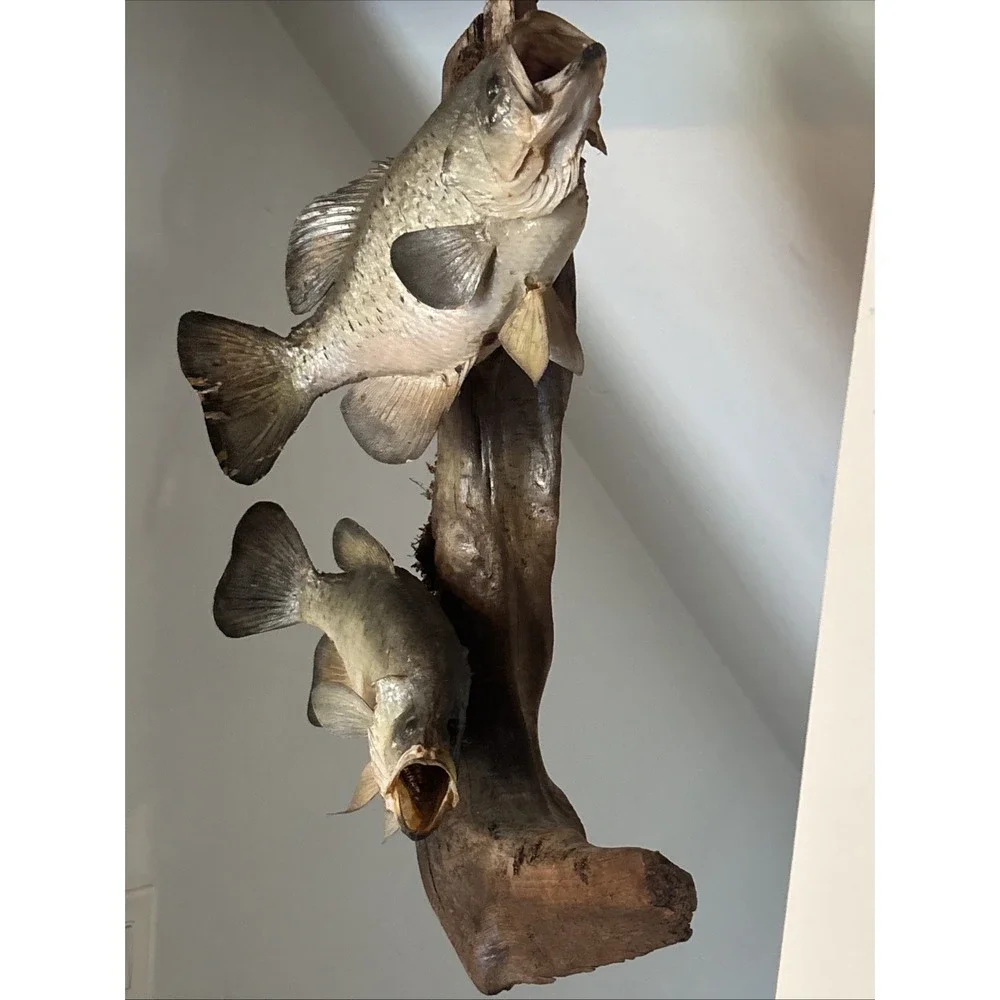 2 Fish Taxidermy Wall Mount on Driftwood (Crappie? Smallmouth Bass? - 14